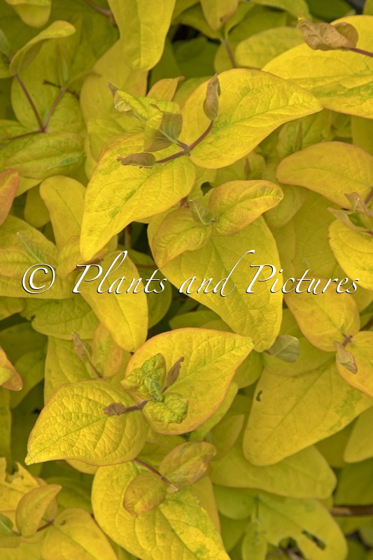 Hypericum inodorum ‘Wilhyp’ (GOLDEN BEACON)