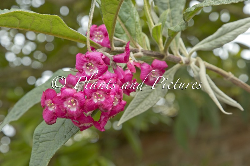 Buddleja colvilei ‘Kewensis’