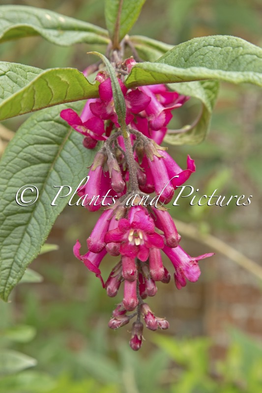 Buddleja colvilei ‘Kewensis’