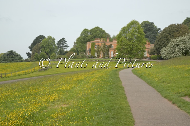 Killerton House