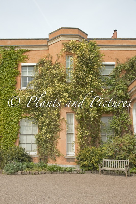 Rosa banksiae ‘Lutea’