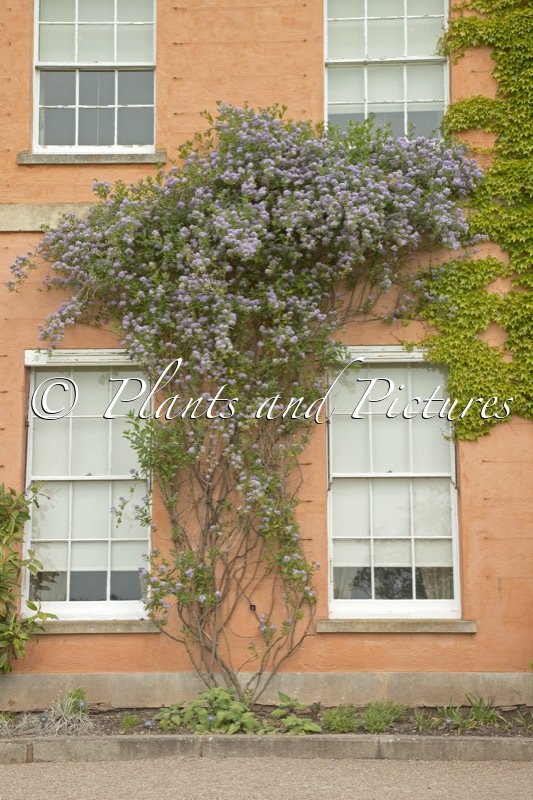 Solanum crispum ‘Glasnevin’
