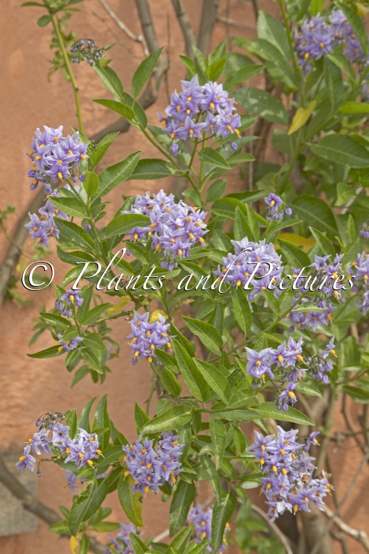 Solanum crispum ‘Glasnevin’