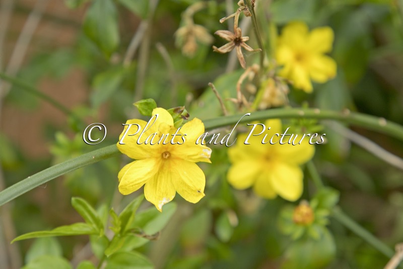 Jasminum mesneyi