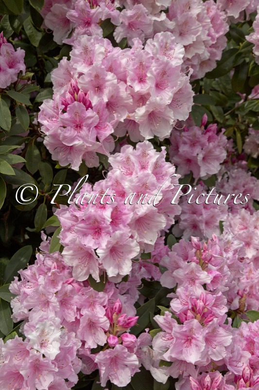 Rhododendron ‘Pink Pearl’