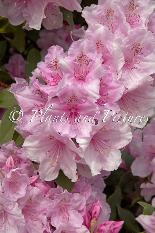 Rhododendron ‘Pink Pearl’