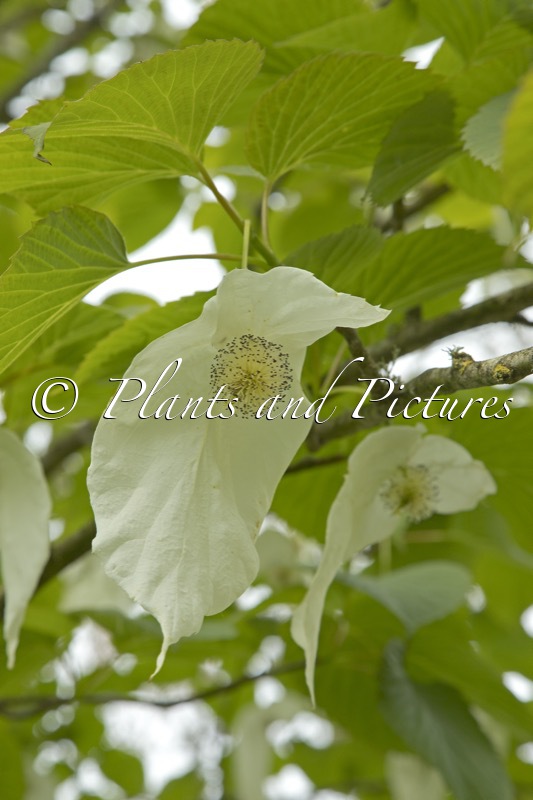 Davidia involucrata