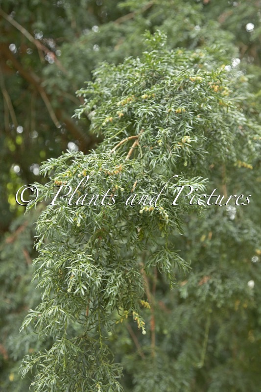 Saxegothaea conspicua