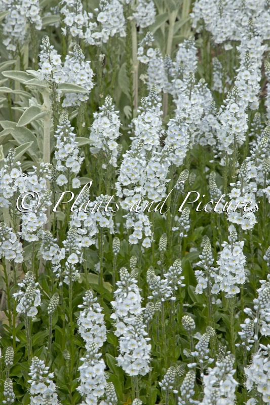 Veronica gentianoides