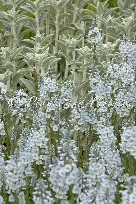 Veronica gentianoides