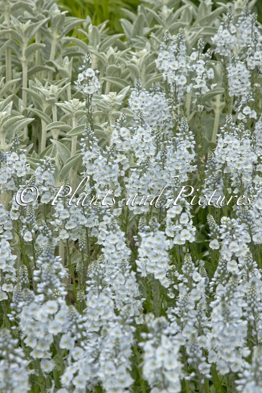 Veronica gentianoides