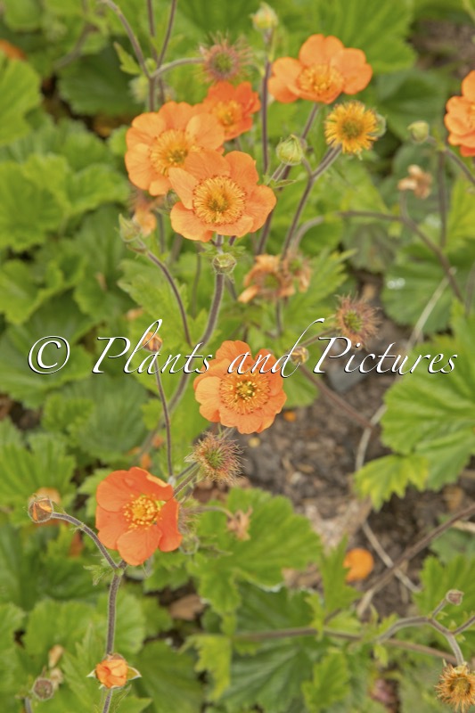 Geum coccineum ‘Queen of Orange’