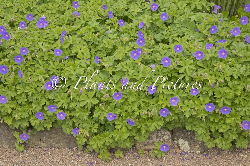 Geranium himalayense ‘Gravetye’