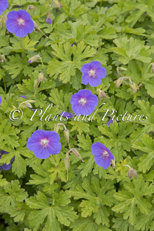 Geranium himalayense ‘Gravetye’