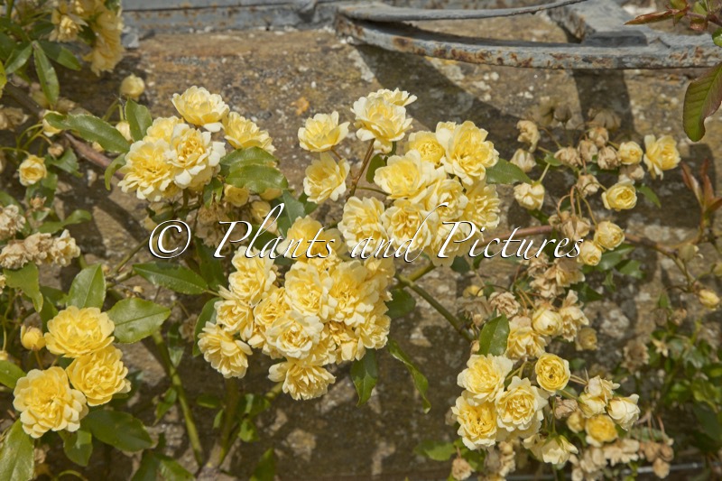 Rosa banksiae ‘Lutea’