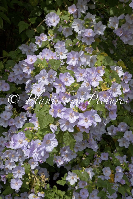 Corynabutilon vitifolium