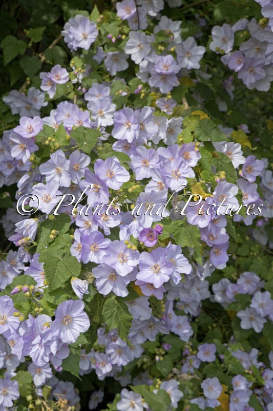 Corynabutilon vitifolium