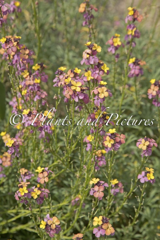 Erysimum mutabile