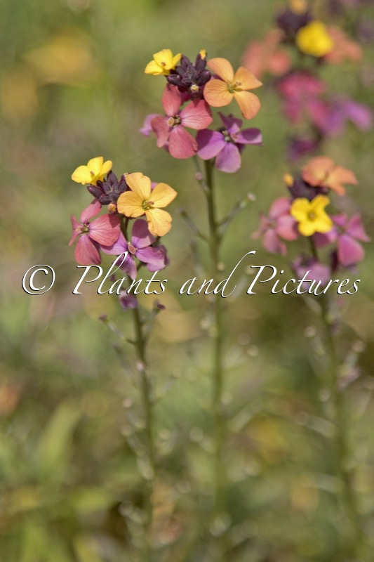 Erysimum mutabile