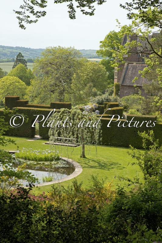 Knighthayes Court (+Pyrus salicifolia ‘Pendula’)