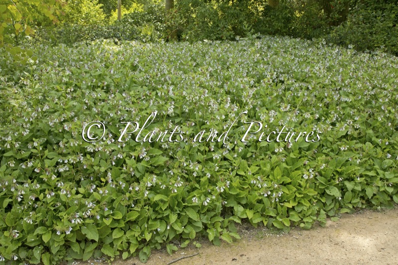 Symphytum grandiflorum ‘Wisley Blue’