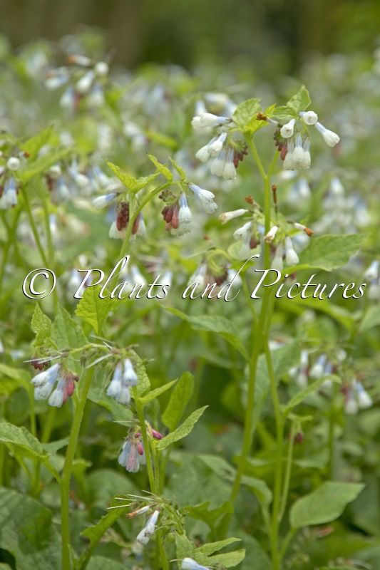 Symphytum grandiflorum ‘Wisley Blue’