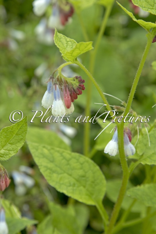 Symphytum grandiflorum ‘Wisley Blue’