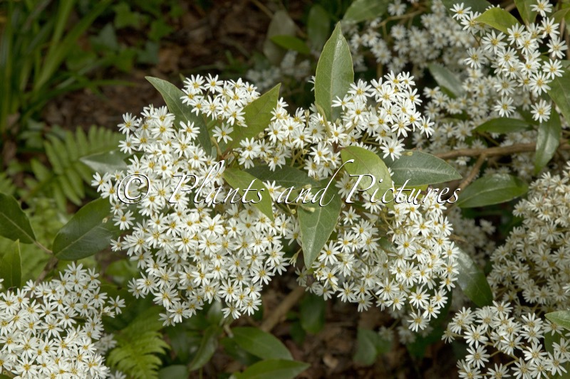 Olearia rani