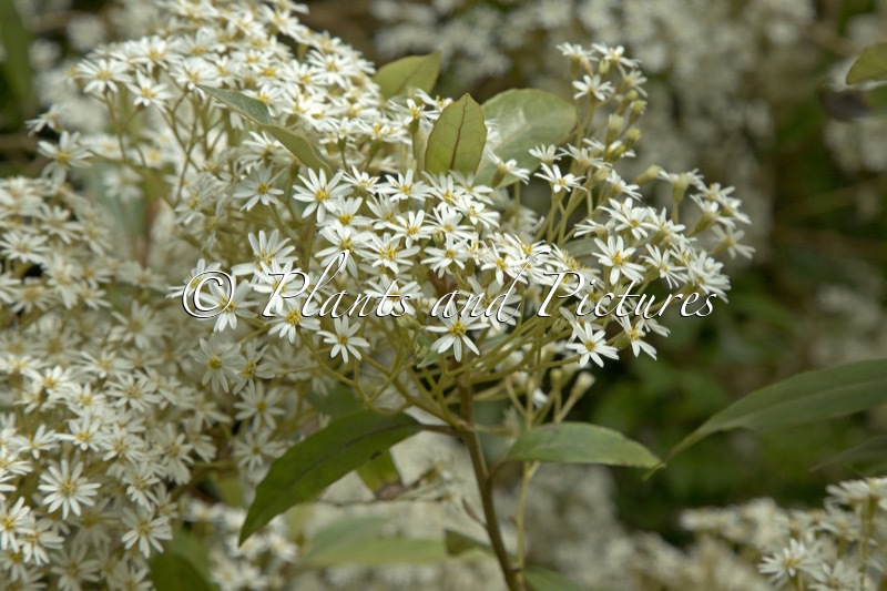 Olearia rani