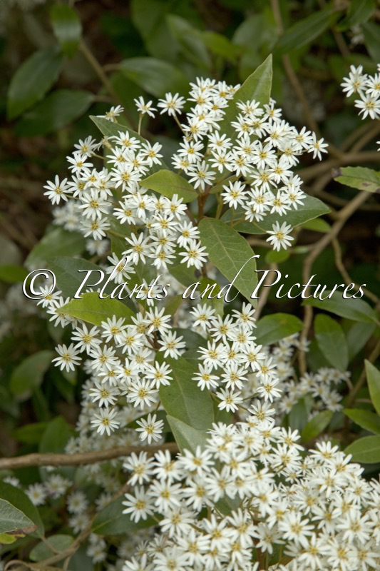 Olearia rani