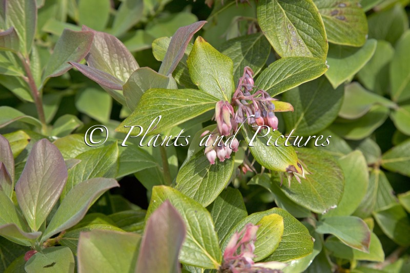 Vaccinium glauco-album