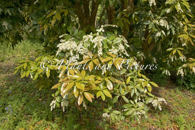 Pieris formosa