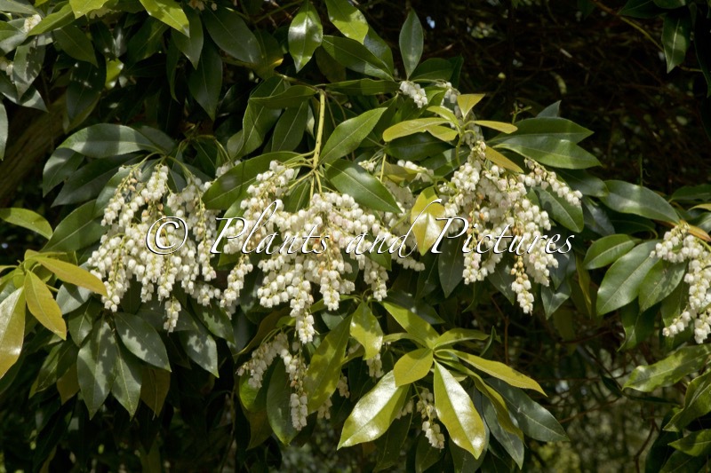Pieris formosa