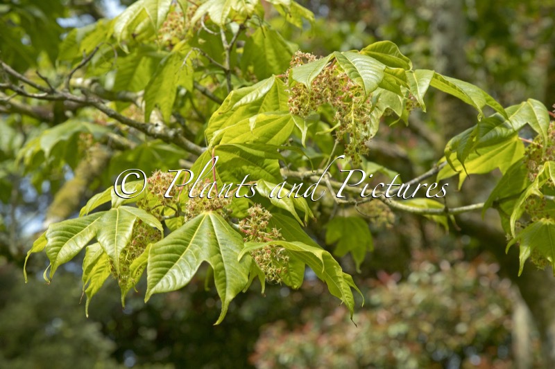 Acer campbellii