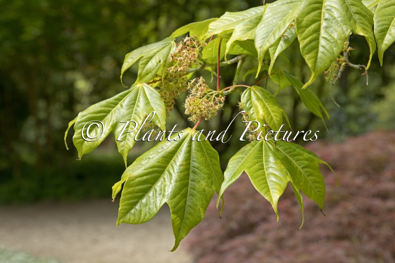Acer campbellii