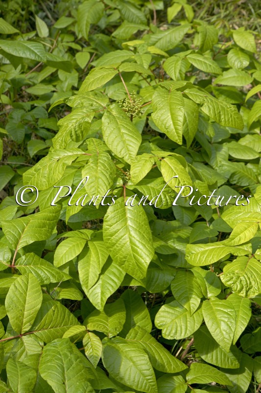 Toxicodendron radicans