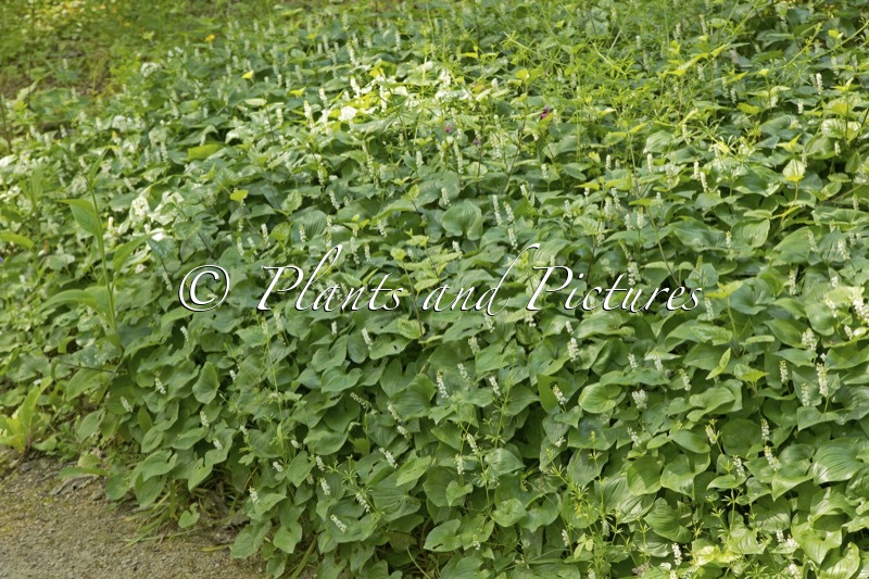Maianthemum kamtschaticum