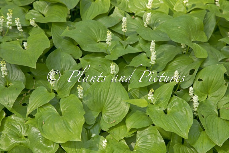 Maianthemum kamtschaticum