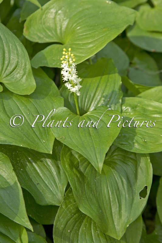 Maianthemum kamtschaticum
