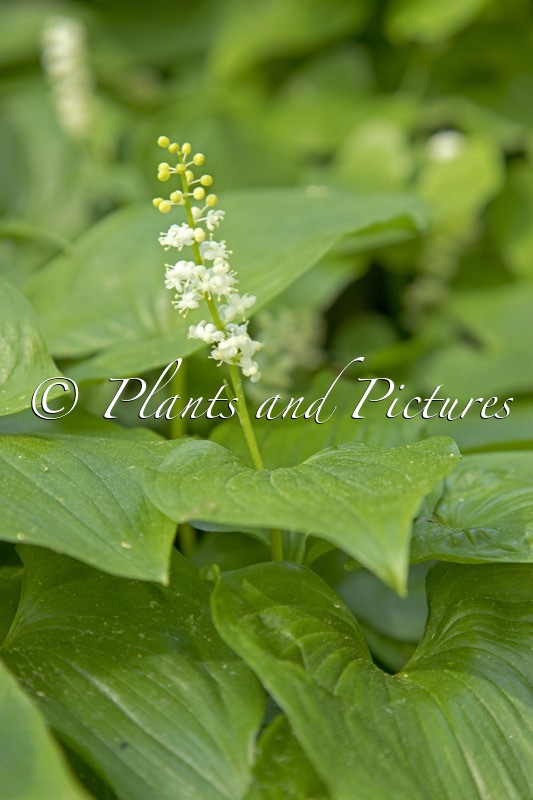 Maianthemum kamtschaticum