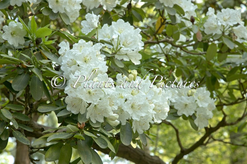 Rhododendron decorum