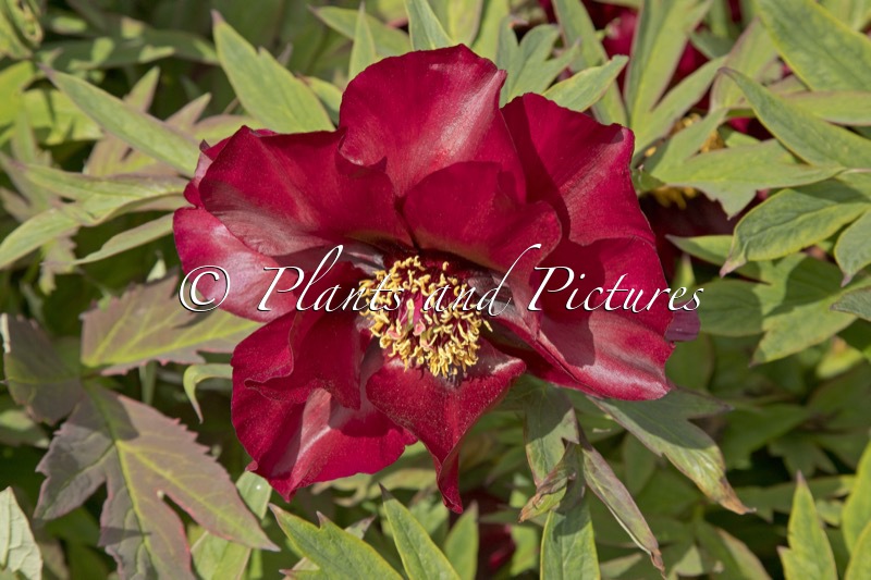 Paeonia suffriticosa ‘Red Flag’