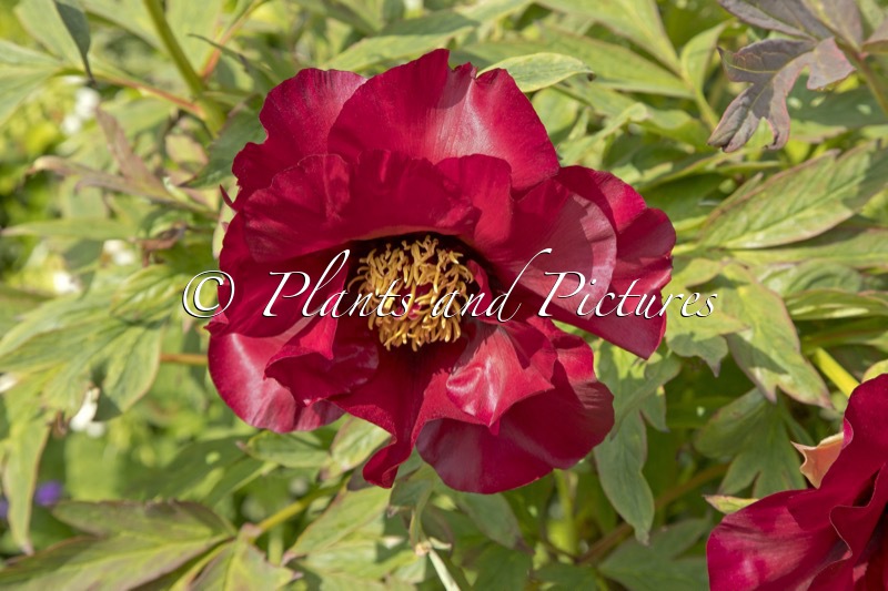 Paeonia suffriticosa ‘Red Flag’