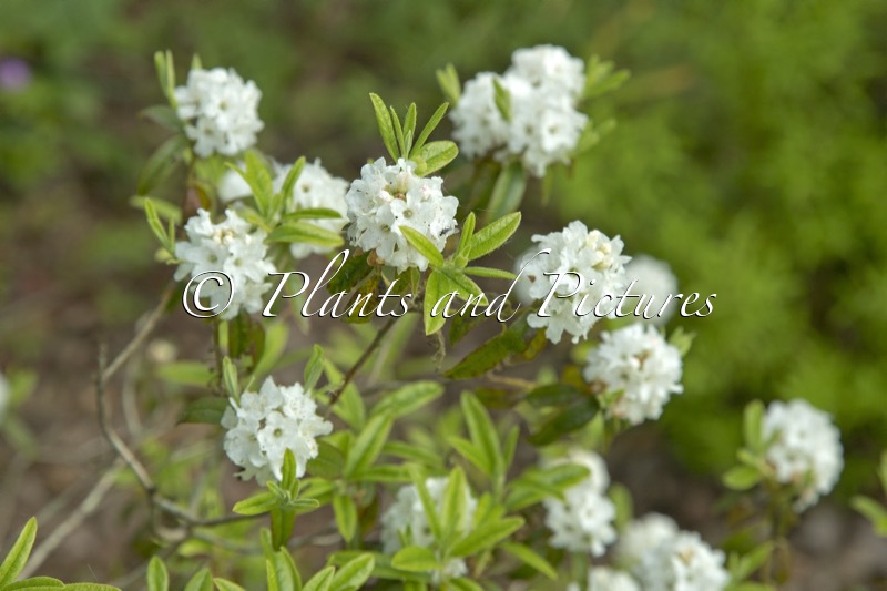 Rhododendron ‘Arctic Tern’