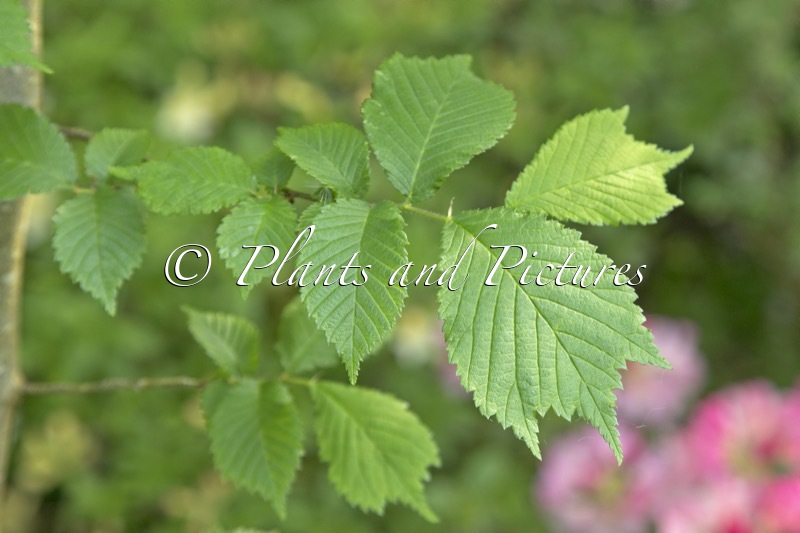 Ulmus cornubiensis