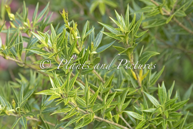 Osmanthus heterophyllus ‘Sasaba’