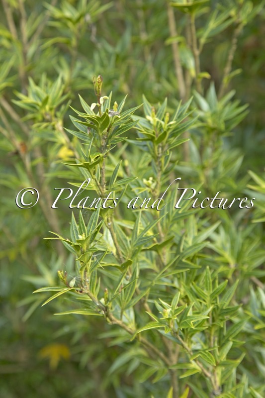 Osmanthus heterophyllus ‘Sasaba’