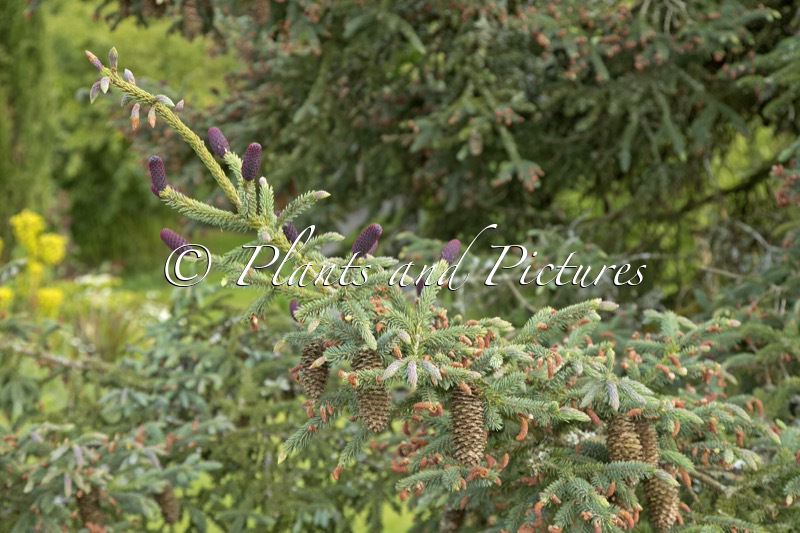 Picea likiangensis var rubescens