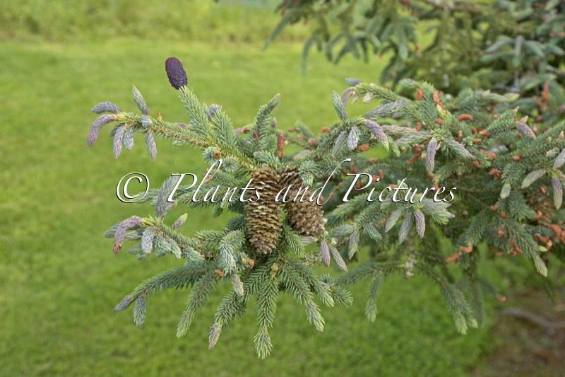 Picea likiangensis var rubescens