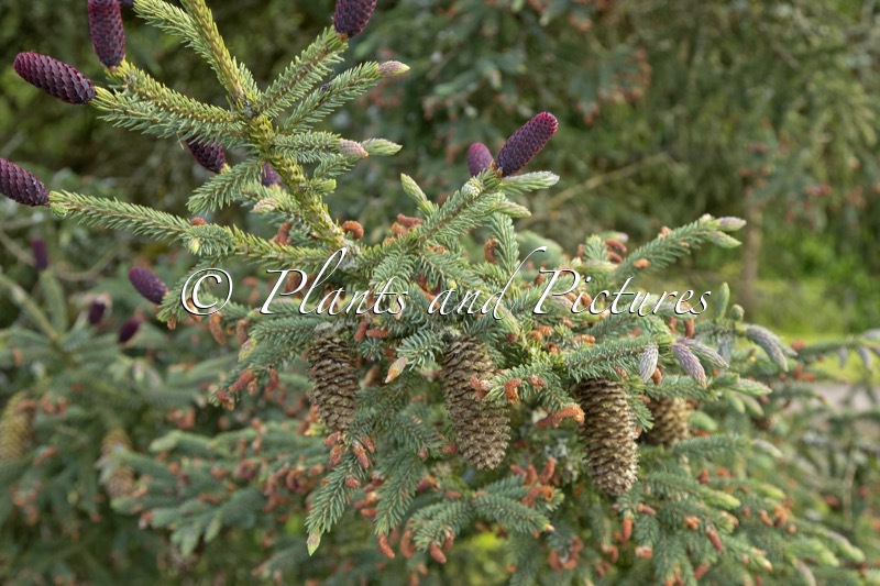 Picea likiangensis var rubescens